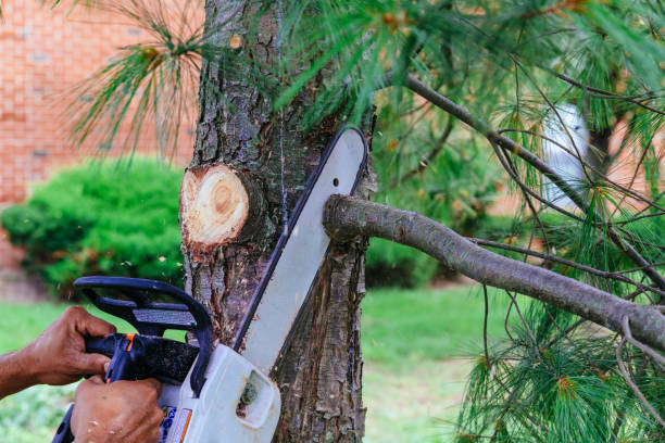 How Our Tree Care Process Works  in  University Of Virginia, VA